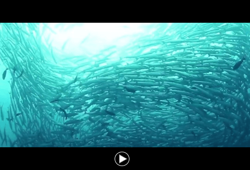 2-vid-la sante aquatique.png