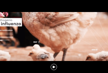 5-vid-oie wahis-mob.png